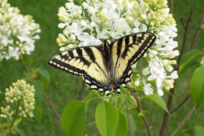 white-lilac-and-butterfly