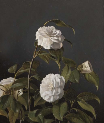 Otto Didrik Ottesen - Camellias